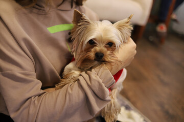 Yorkshire Terrier puppy sitting on a woman's hands