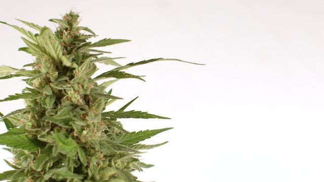 The movement of an adult cannabis plant on a light background. Maturation of raw CBD material. Place for your text.