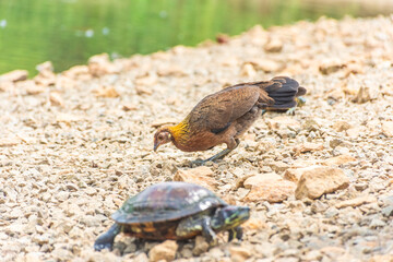 Chrysemys Picta, or painted turtle, in Singapore Botanic Gardens