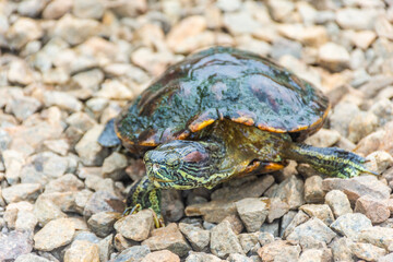 Chrysemys Picta, or painted turtle, in Singapore Botanic Gardens
