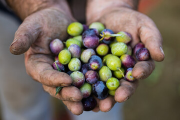 Olives in hand during harvest in Apulia, Italy