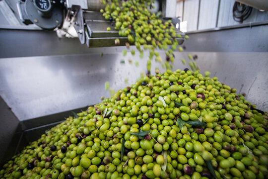 Making of extra virgin olive oil in apulia, italy	