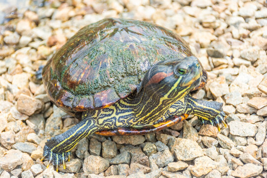 Chrysemys Picta, or painted turtle, in Singapore Botanic Gardens