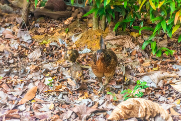 Naklejka na ściany i meble Chicken in singapore botanic gardens