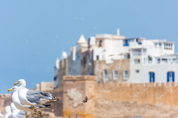 Flock of seagulls flying near Essaouira, Morocco