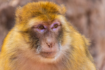 Close up of a Barbary ape, Morocco
