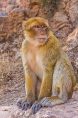 Fototapeta premium Wild barbay ape in Morocco
