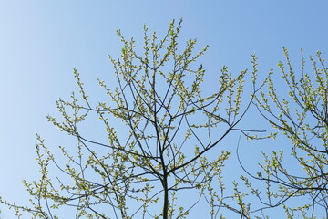 Blütenkätzchen vom Haselnussstrauch (Corylus avellana), Hintergrundbild, Deutschland, Europa