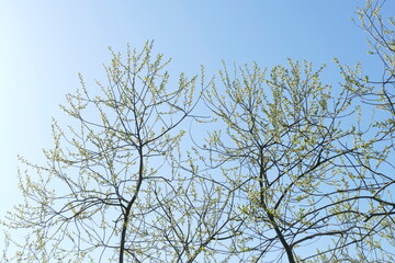 Blütenkätzchen vom Haselnussstrauch (Corylus avellana), Hintergrundbild, Deutschland, Europa
