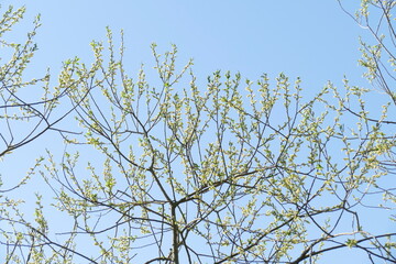 Blütenkätzchen vom Haselnussstrauch (Corylus avellana), Hintergrundbild, Deutschland, Europa