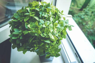 A close-up of a plant with green leaves is in a pot on the windowsill.