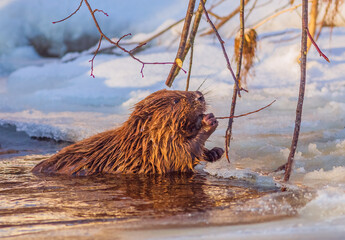 Beaver Eating branch at cold and sunny winter day