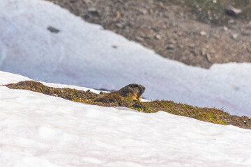 Marmot in the snowy landscape of Gran Paradiso National Park in Italy