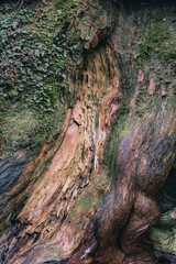 Winter Yaskuhima forest in Kyusyu Japan.