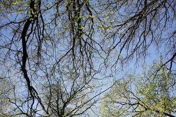 Baumkronen von Laubbäumen aus der Froschperspektive im Frühling, Blauer Himmel