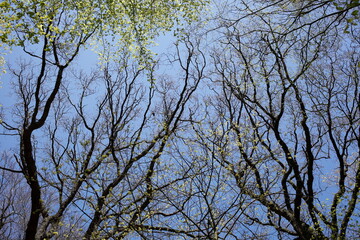 Baumkronen von Laubbäumen aus der Froschperspektive im Frühling, Blauer Himmel