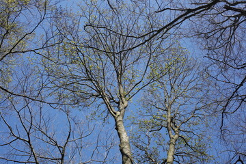 Baumkronen von Laubbäumen aus der Froschperspektive im Frühling, Blauer Himmel