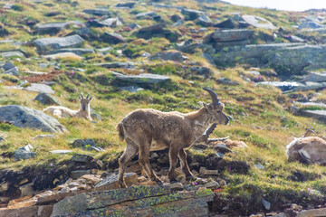 Beautiful Alpine ibex in the snowy mountains of Gran Paradiso National Park, Italy