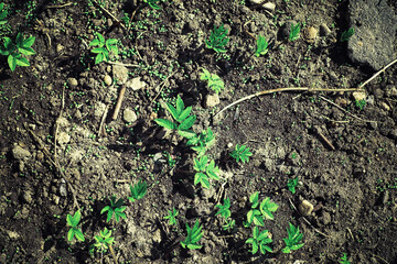 Bright spring greens at dawn in the forest. Nature comes to life in early spring.