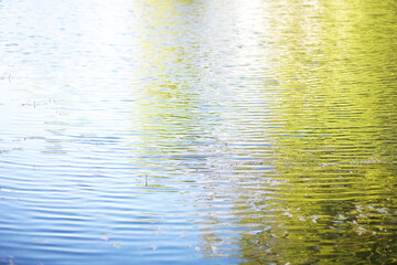 pond with duckweed, marsh plants, water lilies and victoria amazonica lilies