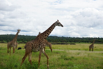 Passing the tall Masai Giraffes in the Tarangire National Park