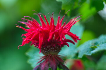 Close up head on shot of a Scarlet Red Beebalm (Monarda) flower plant with a green background.