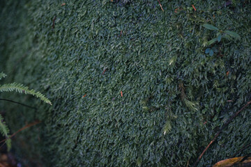 Winter Yaskuhima forest in Kyusyu Japan.