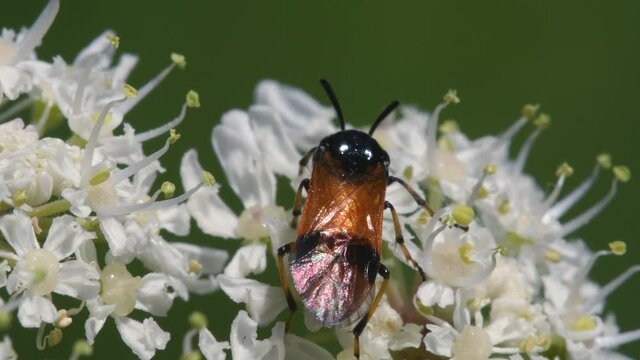 Bramble Sawfly, Arge cyanocrocea on the white flower