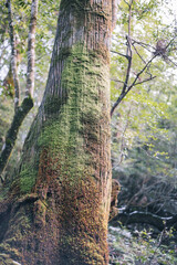 Winter Yaskuhima forest in Kyusyu Japan.