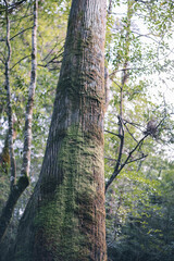 Winter Yaskuhima forest in Kyusyu Japan.