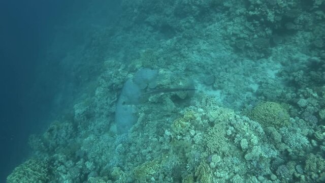Needlefish at the cleaning station - Cleaner Fish сleans Needlefish