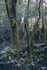 Fototapeta premium Winter Yaskuhima forest in Kyusyu Japan.