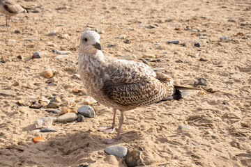 Seabirds on the beach.