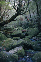 Winter Yaskuhima forest in Kyusyu Japan