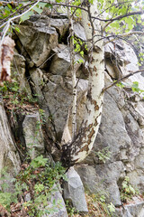 birch and grass growing on a granite rock