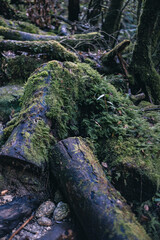 Fototapeta premium Winter Yaskuhima forest in Kyusyu Japan