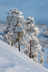 On a beautiful cold winter day over Yakutsk city. Snow-covered pines on the hillside - 478308520