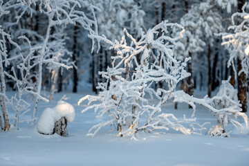 snow covered trees in winter. A frost and snow covered forest with sunset light - 478308797
