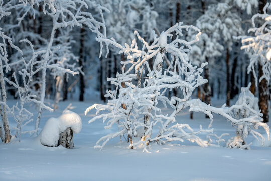 snow covered trees in winter. A frost and snow covered forest with sunset light
