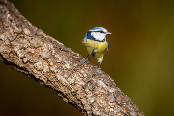 Fototapeta premium Herrerillo común, Cyanistes caeruleu