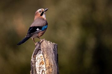 Garrulus glandarius, arrendajo