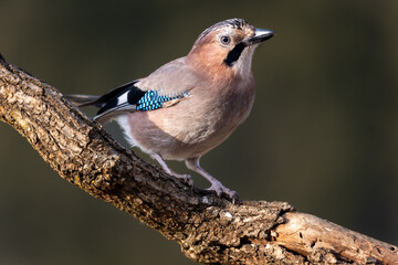 Garrulus glandarius, arrendajo