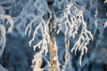 Close-up snow-covered branches of a birch tree. The birch tree trunk and branches covered with snow - 478308973