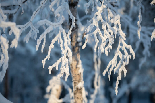 Close-up snow-covered branches of a birch tree. The birch tree trunk and branches covered with snow