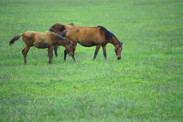 Horses in nature