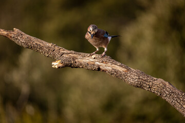 Garrulus glandarius, arrendajo