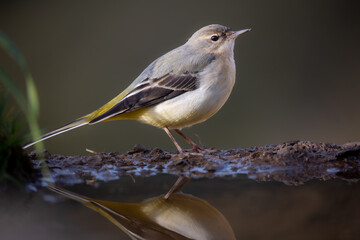 Lavandera Cascadeña, Motacilla cinerea
