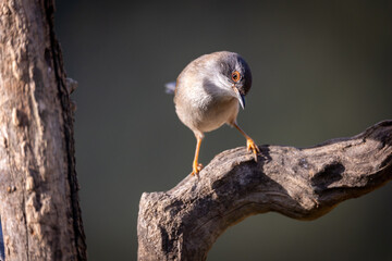 Curruca melanocephala, curruca cabecinegra hembra
