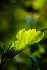 Sun shines on leaf