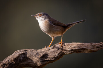 Curruca melanocephala, curruca cabecinegra hembra
